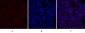 PERK Polyclonal Antibody